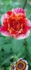 received_356180203673725