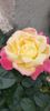 received_295442456824960
