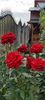 received_829268565871823