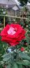 received_904757404047407