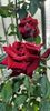 received_1202929430681270
