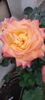 received_1519719745469420