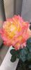 received_730234358655088