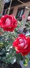 received_1554404345378066