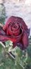 received_913376733486327
