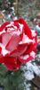 received_898949658473409