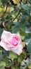 received_1394557037800781