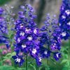 delphinium-delphina-dark-blue-white-bee-9cm-pot-perennials-219289