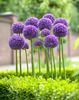 ALLIUM GLADIATOR