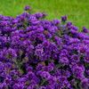 ASTER DARK PURPLE ALPHA