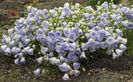 Campanula-cochlearifolia-Elizabeth-Oliver-