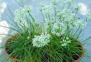 Allium Tuberosum Garlic Chives