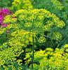 Anethum Graveolens