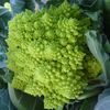 Brassica Oleracea Botrytis Romanesco Natalino