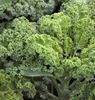 Brassica Oleracea Acephal Halbhoher Gruner Krauser.