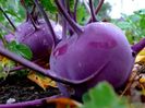 Brassica Oleracea Purple Vienna..