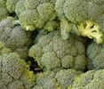 Brassica Oleracea Waltham