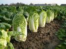 Brassica Rapa Pekinsis Wong Bok