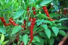 Capsicum Annum Cayenne.