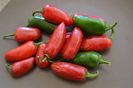Capsicum Annum Jalapeno.