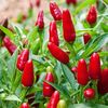 Capsicum Annum Little Wonde