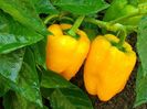 Capsicum Annum Marta Polka.