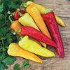 Capsicum Annum Sweet Banana.