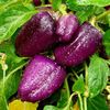 Capsicum Annuum Oda