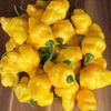 Capsicum Chinense Habanero Lemon,
