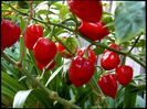 Capsicum Chinense Habanero red