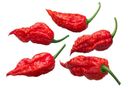 Capsicum Chinense x Capsicum Frutescens Bhut Jolokia.