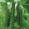 Cucumber-Telegraph