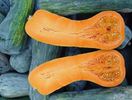 Curcubita Moschata Lunga Piena di Napoli,