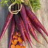 Daucus Carota Cosmic Purple