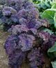 Brassica Oleracea AcephalaScarlet