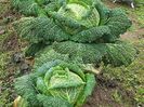 Brassica Oleracea Capita Sabauda Aubervilliers.