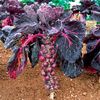 Brassica Oleracea Red Sprout