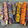 Zea Mays Japonica Amero Mix.