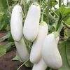 Solanum Melongena Half Long White