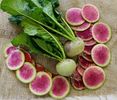 Raphanus Sativus Red Meat