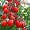Solanum Lycopersicum Principe Borghese