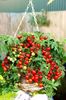 tomate Balkonstar