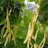 Phaseolus Vulgaris „Aurie de Bacau”.