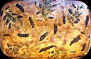 Foccacia