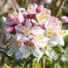 choisya-ternata-apple-blossom-