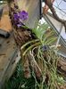 Img.2024.01.12- Vanda
