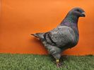 MASCUL RO 23 - 1031 - 94 P