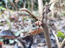 Hamamelis vernalis Amethyst