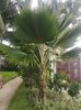 washingtonia