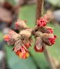 Hamamelis Ruby Glow